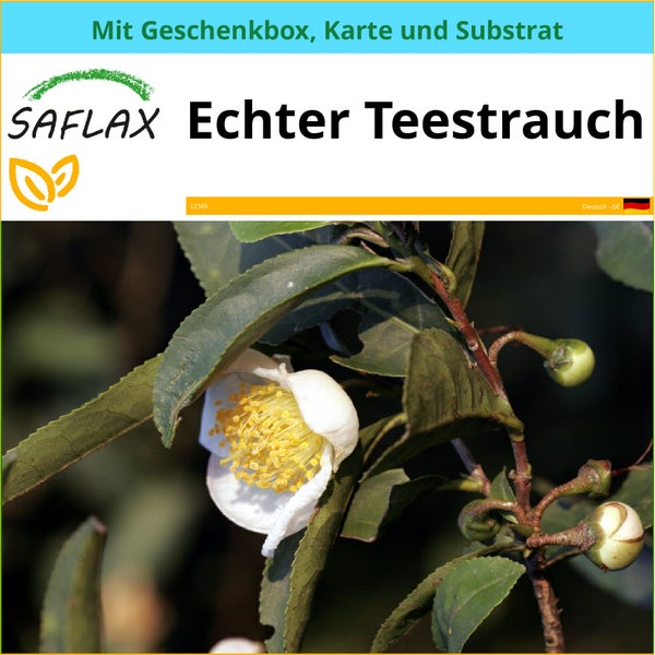 SAFLAX Geschenk Set - Echter Teestrauch - Camellia sinensis - 6 Samen - Mit Geschenkbox, Versandaufkleber, Geschenkkarte und Anzuchtsubstrat
