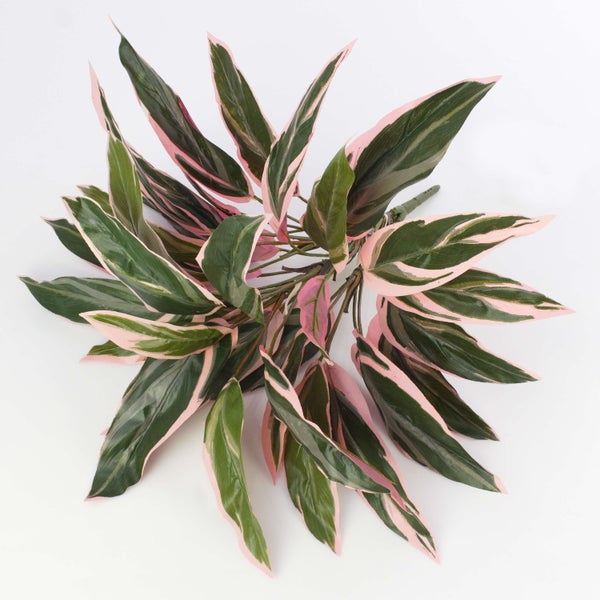 Nahaufnahme der Zimmerpflanze Stromanthe Triostar mit spitz zulaufenden, mehrfarbigen Blättern in Grün und Rosa.