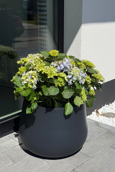 Großer runder Pflanzkübel in Anthrazit mit einer Hortensie auf einer modernen Terrasse vor einer Hauswand.