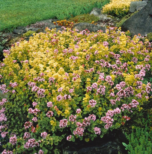 Blühender Dost im Gartenbeet
