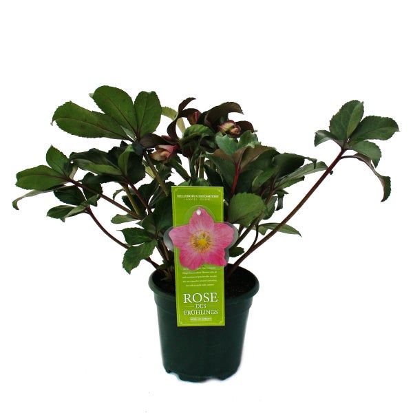 Schneerose Helleborus Angel Glow - rosablühend - mit vielen Knospen  - im 19cm Topf
