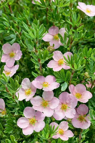 Fingerstrauch mit rosa Blüten und grünen Blättern