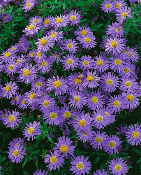 Nahaufnahme von lila Herbstastern mit gelben Blütenzentren.