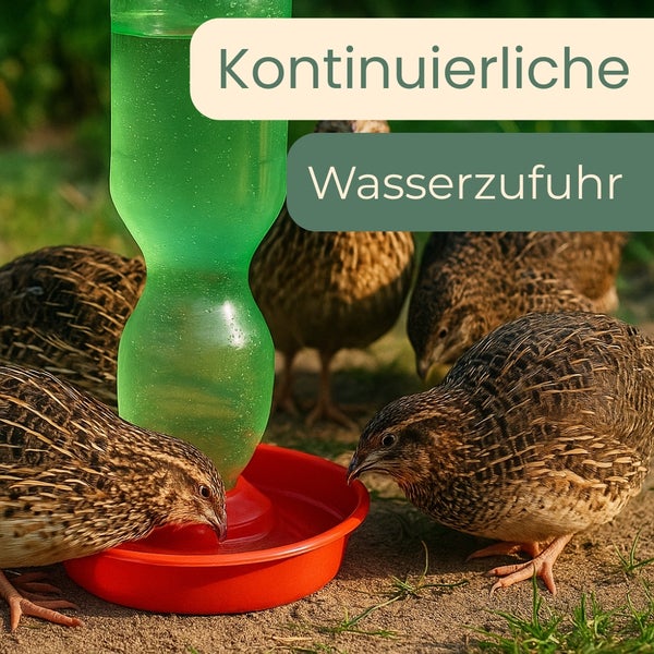 Wachteln trinken aus einer automatischen Tränke, die für eine kontinuierliche Wasserzufuhr sorgt.