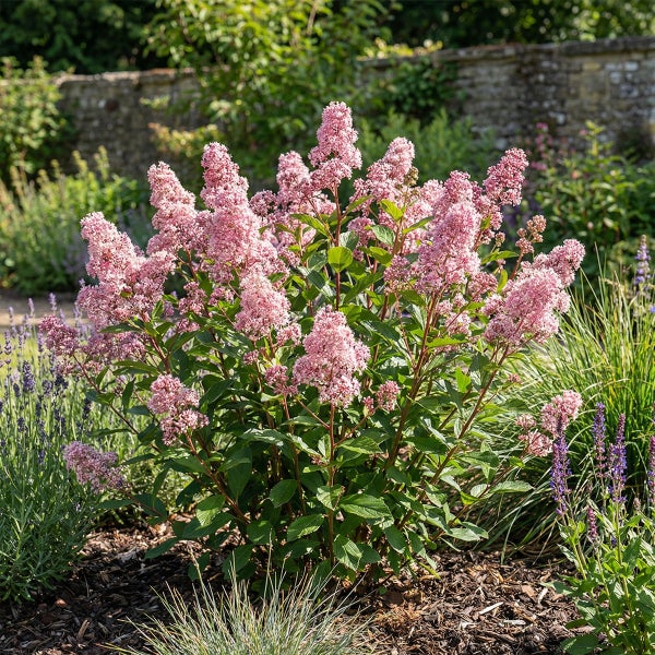 Blühender Zierstrauch mit aufrechten rosa Blütenrispen und grünen Blättern in einem Gartenbeet mit Rindenmulch.