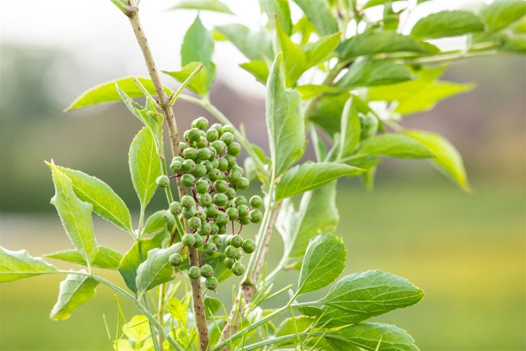 Sambucus nigra 'Haschberg', Schwarzer Holunder, 40–60 cm, ertragreich