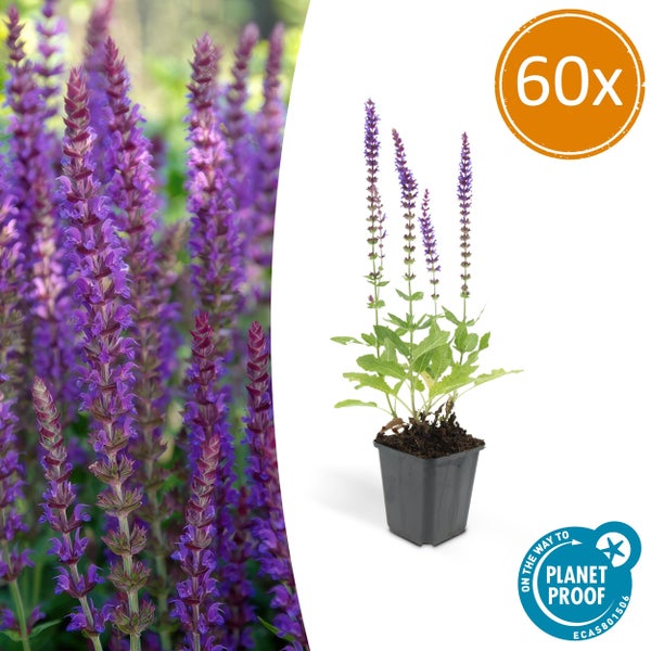 60er-Set Steppensalbei Salvia nemorosa mit violetten Blütenähren im Topf, PlanetProof zertifiziert.