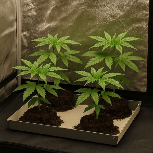 Vier junge Cannabispflanzen wachsen in Erdhügeln auf einer Schale in einem Growzelt mit reflektierenden Wänden.