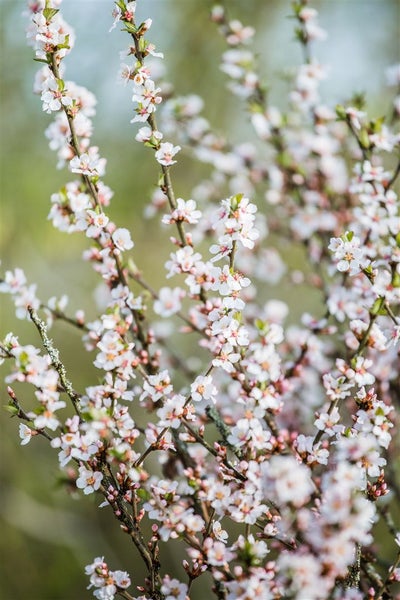 Prunus tomentosa, Nanking-Kirsche, 60–100 cm, winterhart