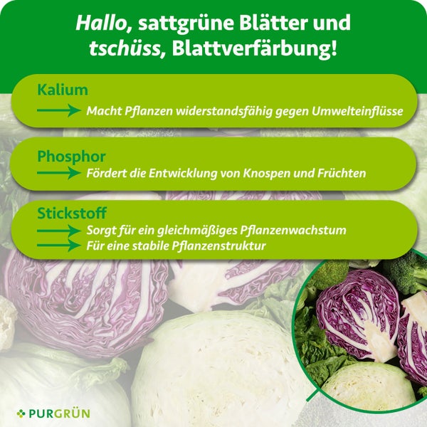 Infografik für grüne Blätter: Kalium für Widerstandskraft, Phosphor für Knospen und Früchte, Stickstoff für Wachstum. Purgrün Logo.