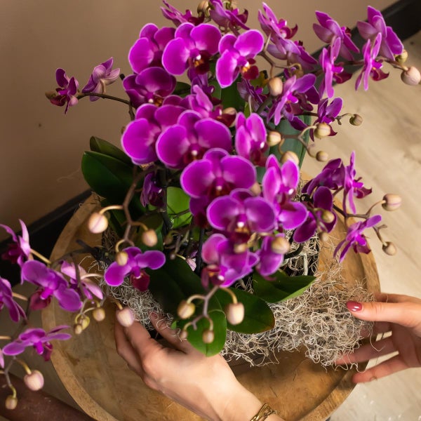 Kolibri Orchids Lila Phalaenopsis Orchidee Morelia Topfgröße 9cm blühende Zimmerpflanze frisch vom Züchter