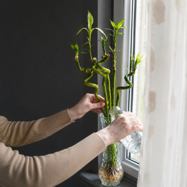 Person gießt Wasser in eine Glasvase mit gedrehten Glücksbambus Stielen am Fenster.