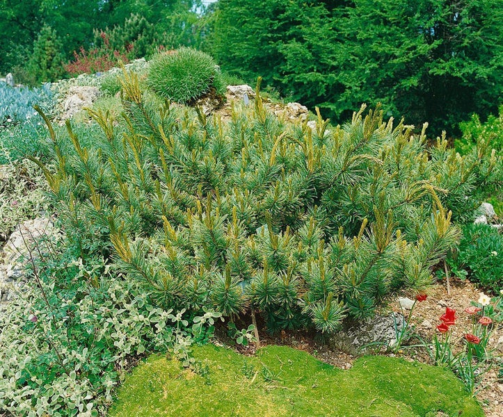 Dicht gewachsene Bergkiefer Pinus mugo in einem Steingarten mit Moos und Felsen.