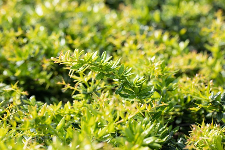 Berberis verruculosa, Berberitze, immergrün, 30–40 cm