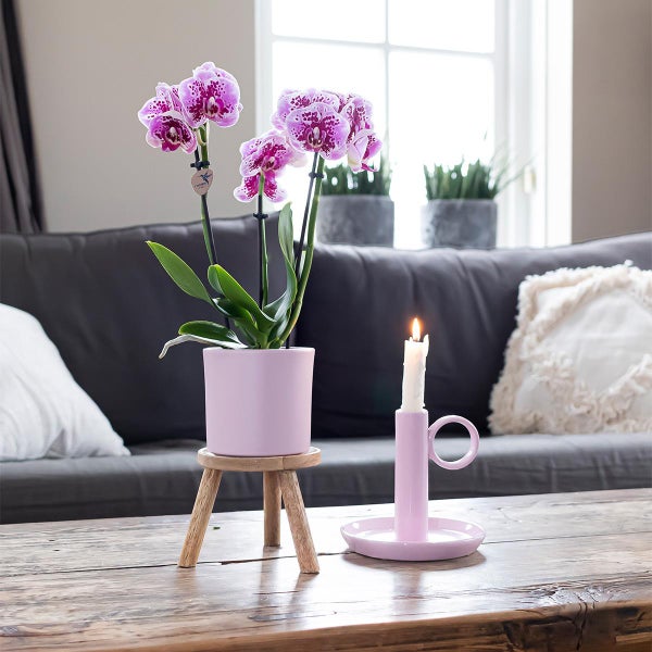 Kolibri Orchids COMBI DEAL von 2 rosa lila Phalaenopsis Orchideen El Salvador Topfgröße 9cm blühende Zimmerpflanze frisch vom Züchter