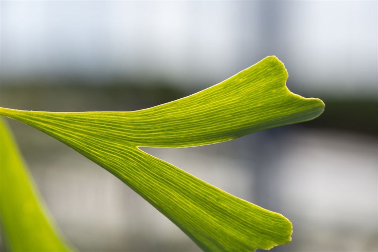 Ginkgo biloba 'Saratoga', Fächerblattbaum, 80–100 cm