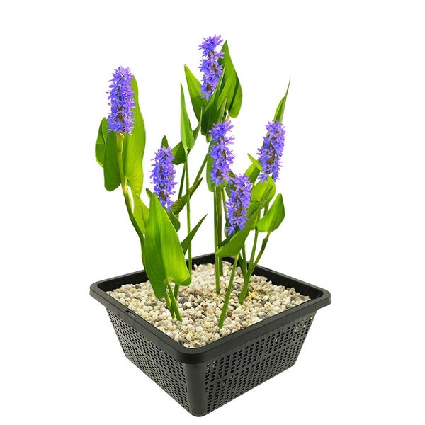 Hechtkraut Pontederia cordata in schwarzem Pflanzkorb mit Kies.