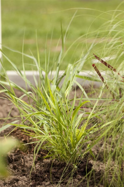 Hakonechloa macra, Japanisches Waldgras, ca. 9x9 cm Topf