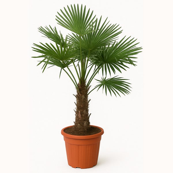 Bloomique - Trachycarpus Fortunei - Chinesische Hanfpalme - Winterharte Palme - Gartenpflanzen - 120-150 cm Hoch - Topf 30 cm