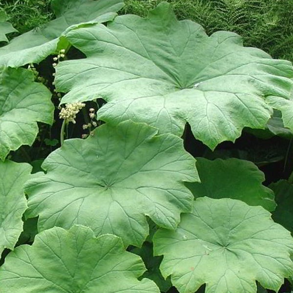 Nahaufnahme der großen Blätter einer Gartenpflanze
