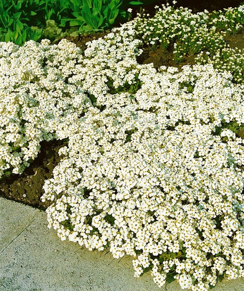 Arabis caucasica 'Schneehaube', Gänsekresse, weiß, ca. 9x9 cm Topf