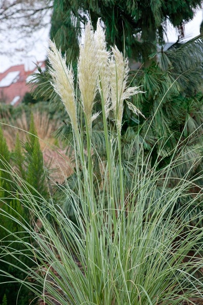 Cortaderia selloana 'Silver Star', Pampasgras, silbrig, 3-5 Liter Container