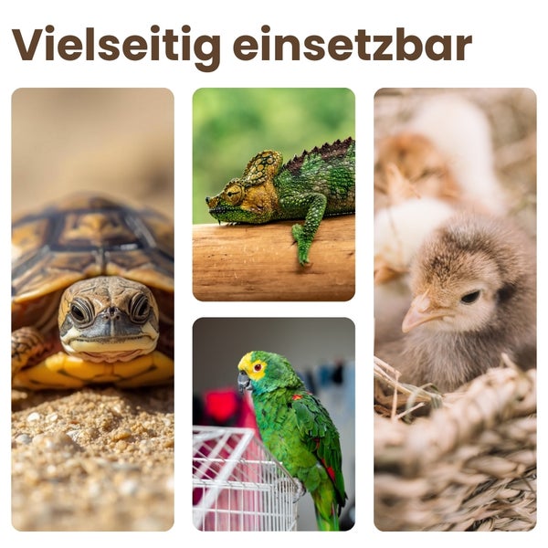 Collage verschiedener Haustiere: Schildkröte, Chamäleon, Papagei und Küken
