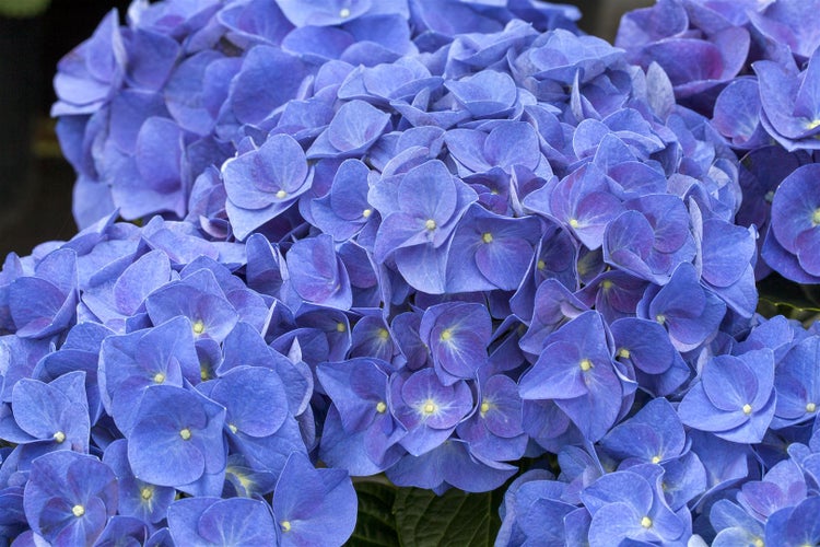 Nahaufnahme einer blauen Hortensie