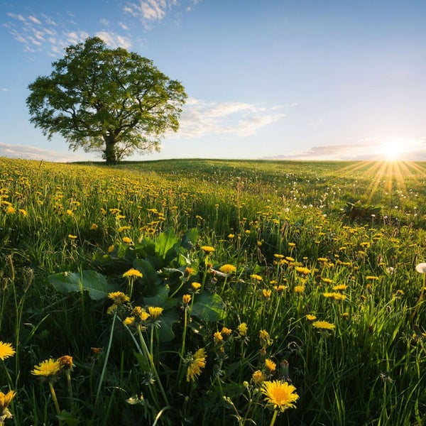 Landschaft mit Wiese voller Löwenzahn und einem Baum bei Sonnenaufgang