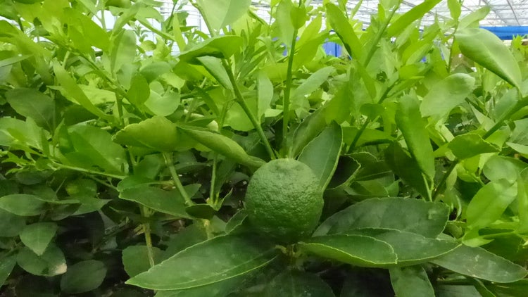 Grünwaren: Limette Limettenbaum Aurantifolia Citrus Lime 120 - 150 cm Zitruspflanze