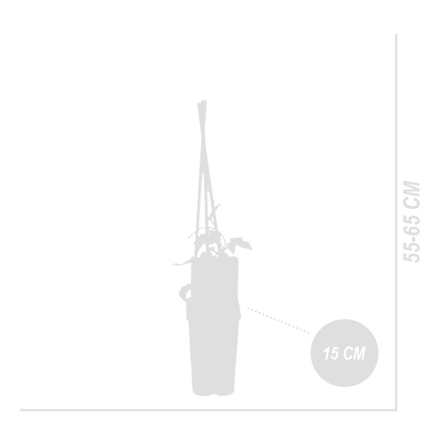 Bloomique – 2er-Set – Humulus Lupulus – Hopfenpflanze – geeignet zum Bierbrauen – Kletterpflanzen – Gartenpflanzen – winterhart – Topf 15 cm – 70–80 cm hoch
