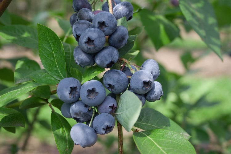 Vaccinium corymbosum 'Sierra', Heidelbeere, 25–30 cm, ertragreich