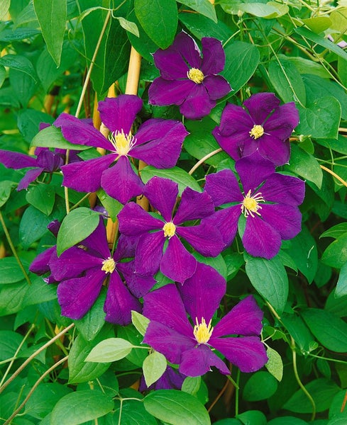 Clematis viticella 'Blue Belle', Waldrebe, blau, 60–100 cm