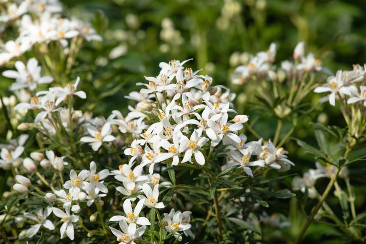 Choisya ternata 'Aztec Pearl', Orangenblume, weiß, 40–60 cm