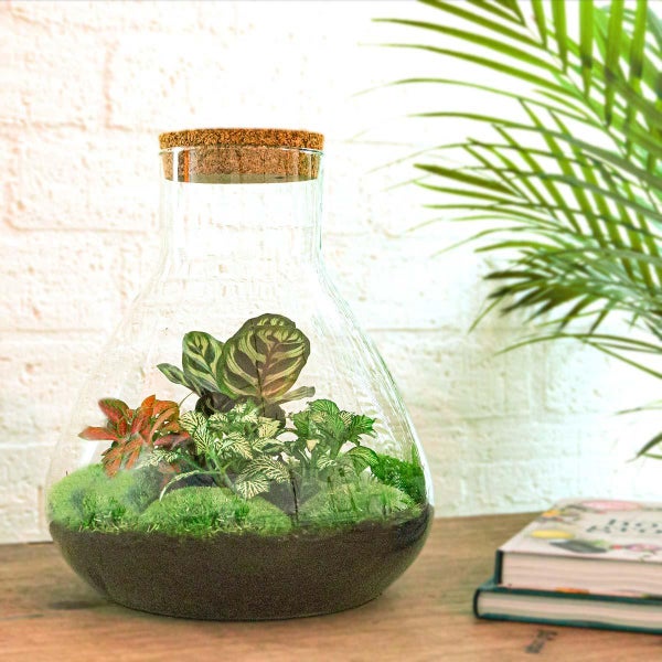 Flaschengarten Sam XL ROT DIY-Pflanzenterrarium 35 cm incl. Rechen, Schaufel, Pinzette und Schere
