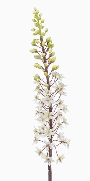 Blütenstand mit weißen Blüten und grünen Knospen.