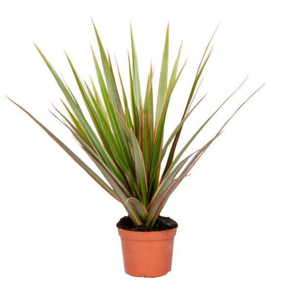 Dracaena 'Bicolor' - Drachenbaum - Pflegeleicht - ⌀12 - ↕35 cm