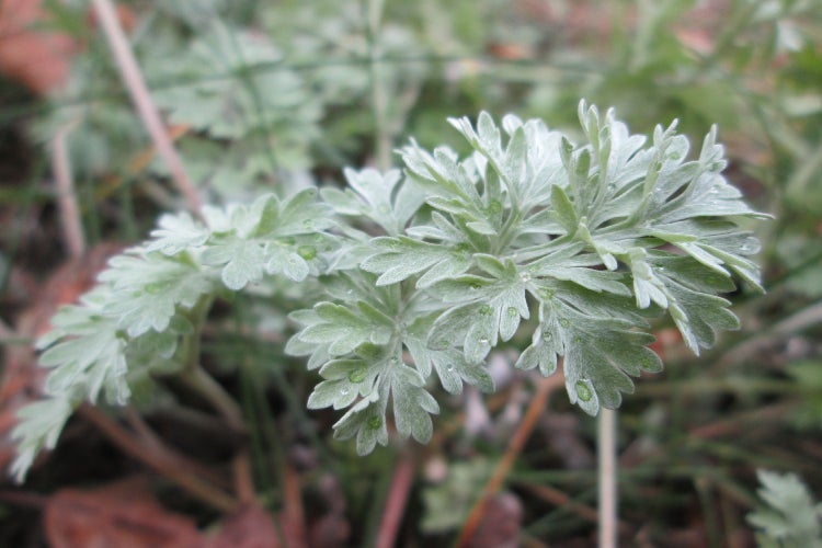 SAFLAX  - Wermut - Artemisia absinthum - 500 Samen - Mit keimfreiem Anzuchtsubstrat