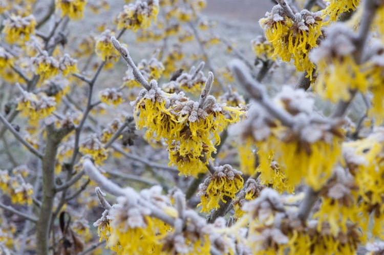 Hamamelis intermedia 'Barmstedt's Gold', Zaubernuss, gelb, 60–80 cm