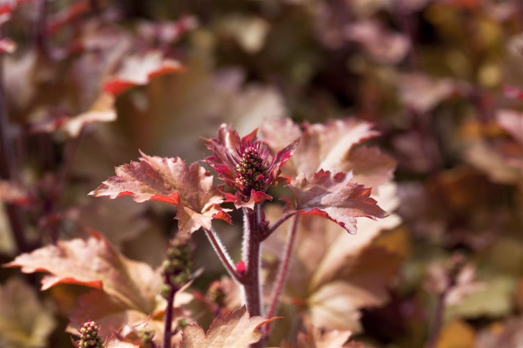 Heuchera villosa 'Marmalade', Purpurglöckchen, orange, ca. 11x11 cm Topf