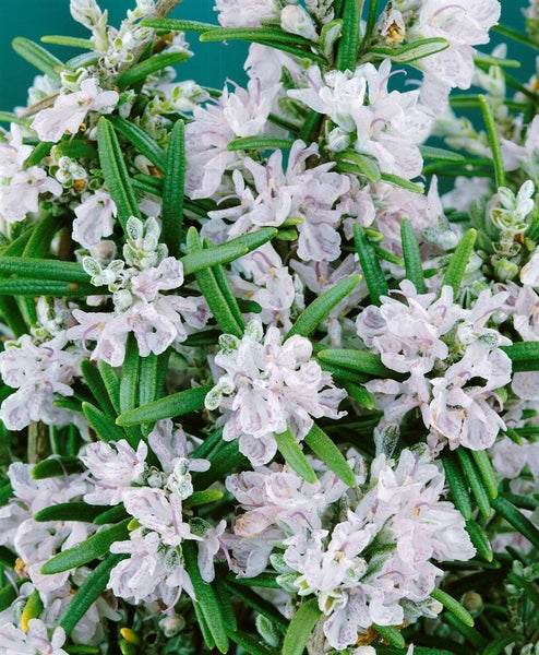Nahaufnahme von Rosmarin mit Blüten