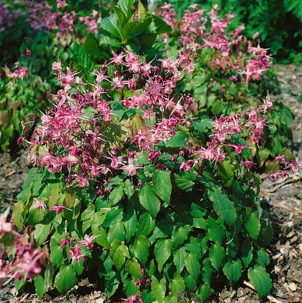 Epimedium x youngianum 'Roseum', Elfenblume, rosa, ca. 9x9 cm Topf