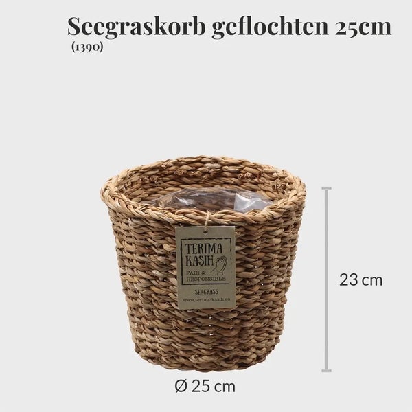 Green Me Up Große Glückskastanie mit Übertopf, 100-110cm