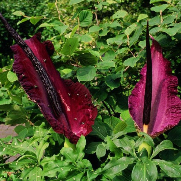 Teufelszunge im Garten