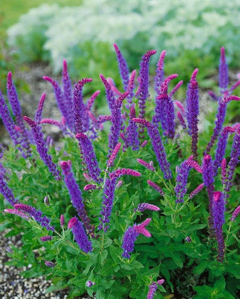 Blühende Salvia Pflanzen im Garten.