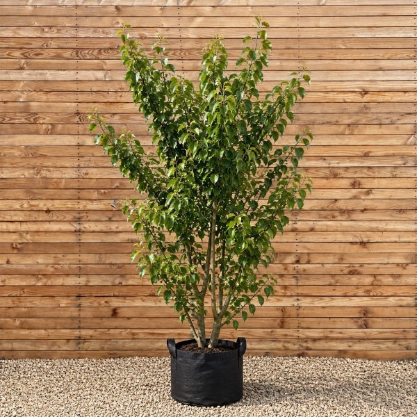Ein kleiner Birnbaum in einem schwarzen Pflanzkübel aus Vlies vor einer hölzernen Sichtschutzwand.