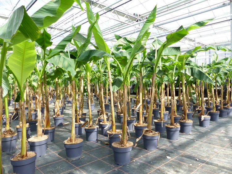 Mehrere Bananenpflanzen mit großen grünen Blättern in grauen Töpfen in einem hellen, weitläufigen Gewächshaus.