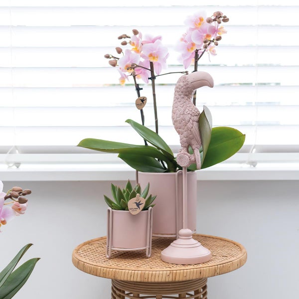 Kolibri Orchids COMBI DEAL von 2 Rosa Phalaenopsis Orchideen Andorra Topfgröße 9cm blühende Zimmerpflanze frisch vom Züchter