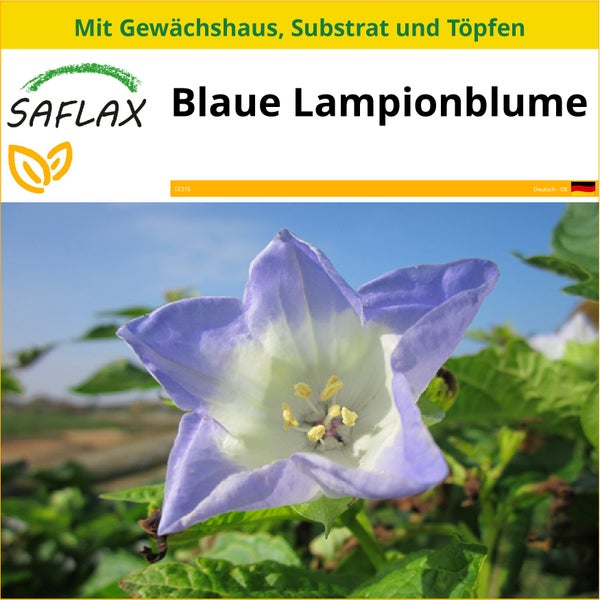 SAFLAX Anzucht Set - Blaue Lampionblume - Nicandra Physaloides - 100 Samen - Mit Mini-Gewächshaus, Anzuchtsubstrat und 2 Töpfen