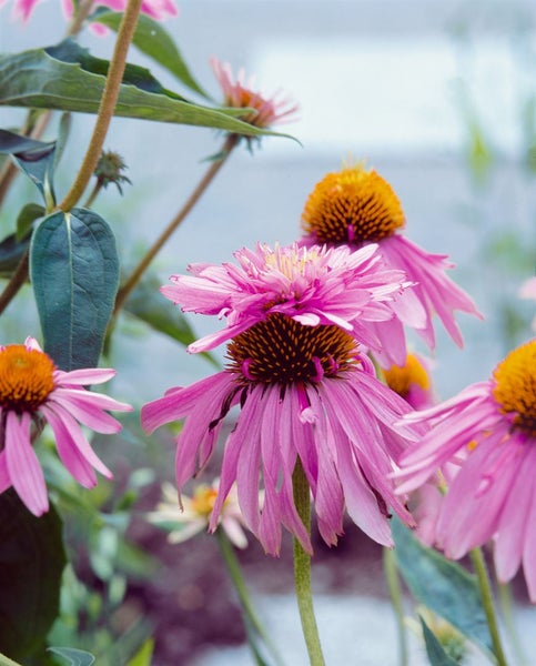 Echinacea purpurea 'Doppeldecker', Sonnenhut, rosa, ca. 9x9 cm Topf